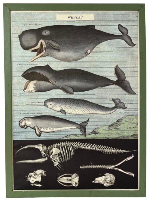 Lithographie Druck Wale, 54 x 74 cm