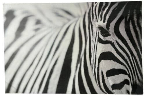 Foto Zebra auf Leinwand gedruckt, 118 x 78 cm